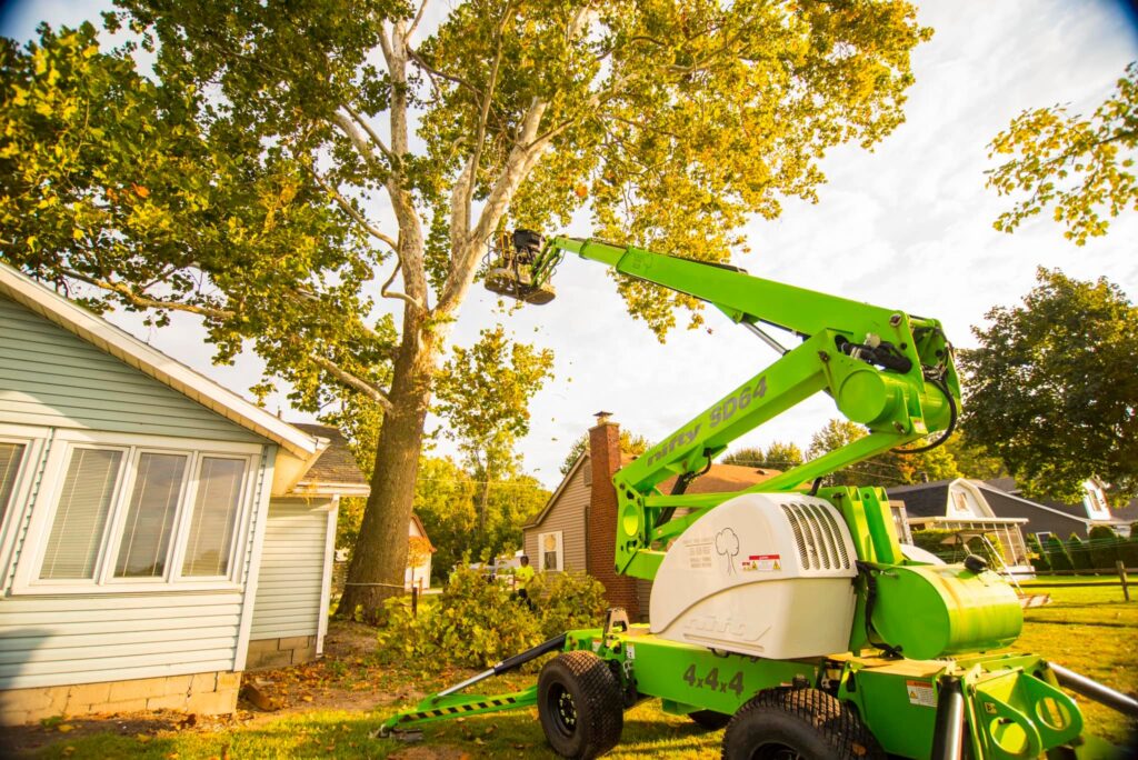 Tree removal