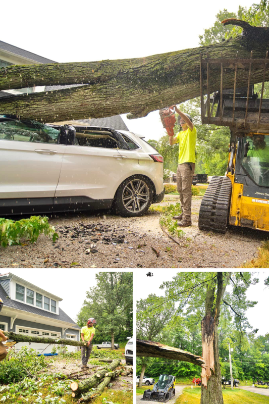 tree fallen on car; emergency tree removal; emergency tree services