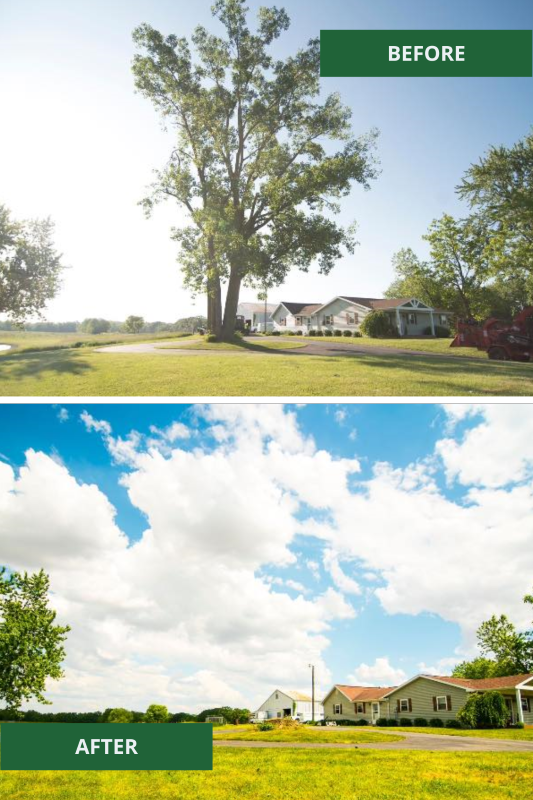 before and after images of residential tree removal