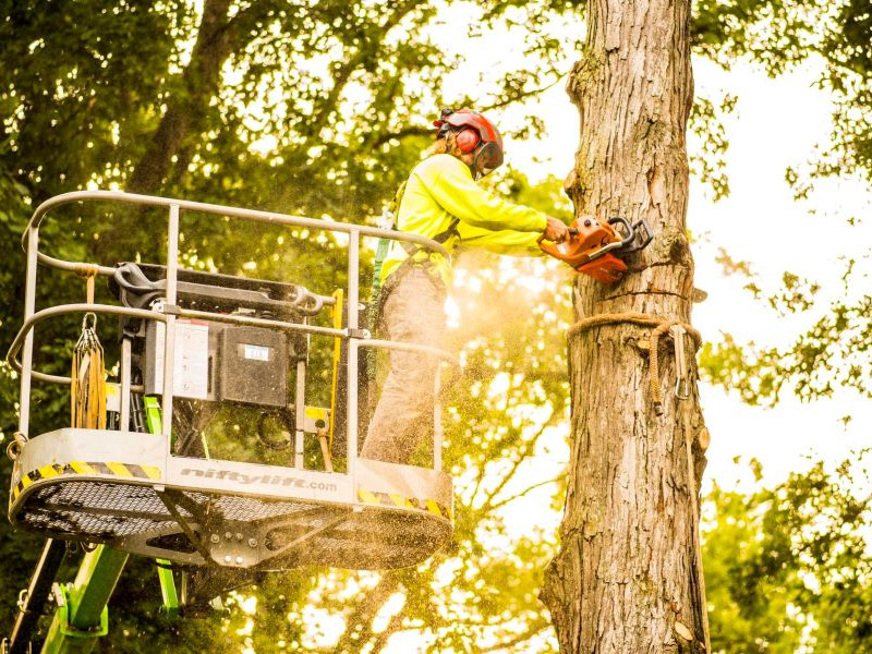 tree contractors in Rome City, Indiana; tree contractors in Kendallville, Indiana; tree maintenance in Rome City; tree maintenance in Kendallville