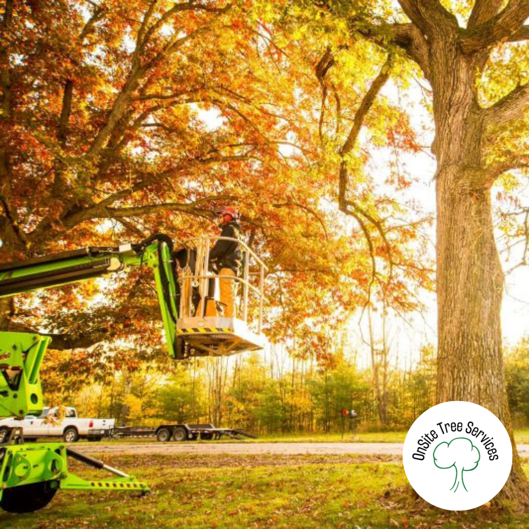 Tree Trimming