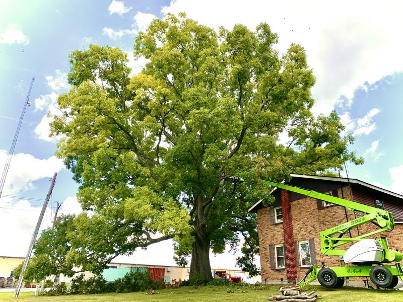 Home Tree Removal in Fort Wayne