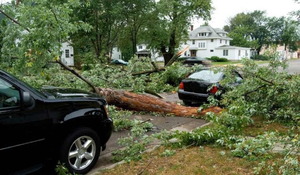 Are Trees Covered by Insurance