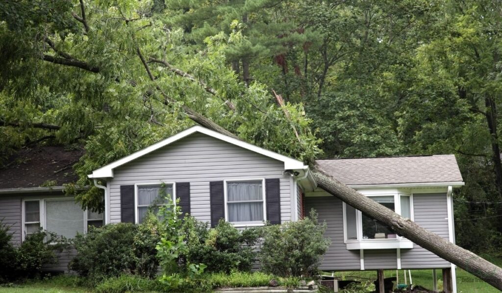 Common Scenarios — When Does Homeowners Insurance Cover Tree Removal?