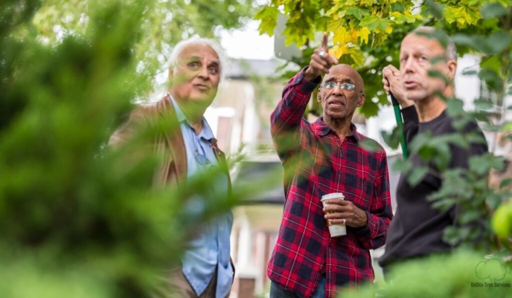 Neighbor Disputes — What Happens When a Neighbor’s Tree Falls?
