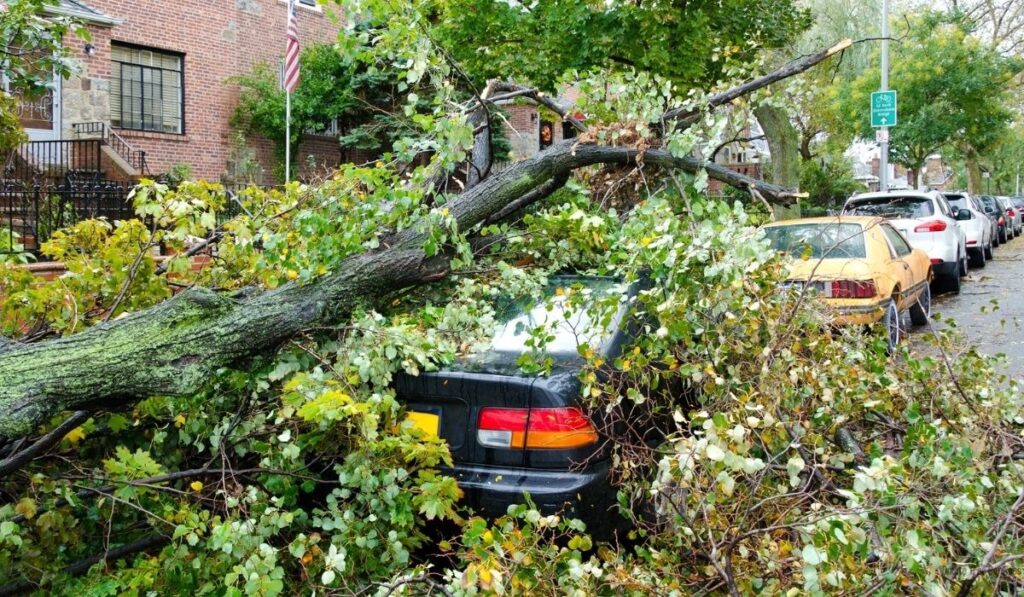 When a Tree Hits a Vehicle