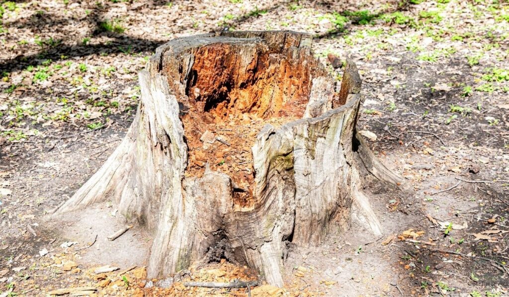 Stump Grinding vs Removal in Fort Wayne: Which is Right for Your Property in 2026?