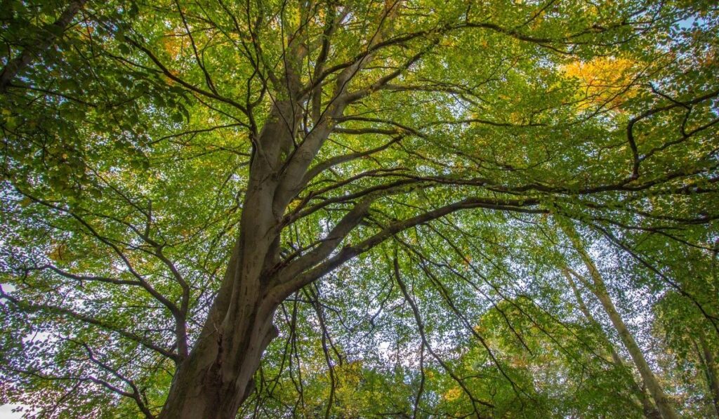 The Secret Life of Your Yard 15 Essential Facts About Trees in Fort Wayne for a Greener 2026