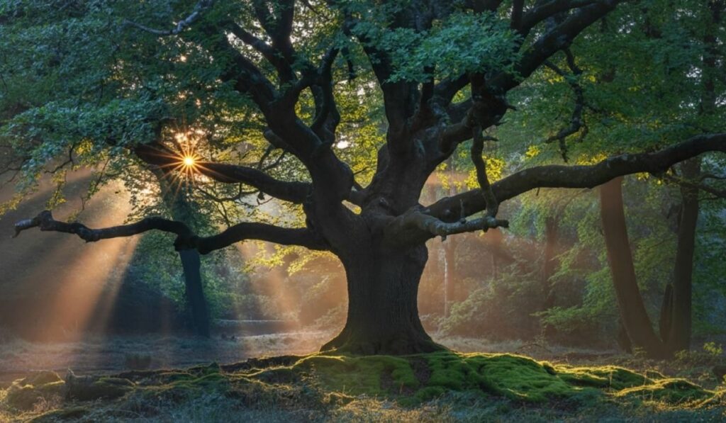 The Lifespan of Oak Trees
