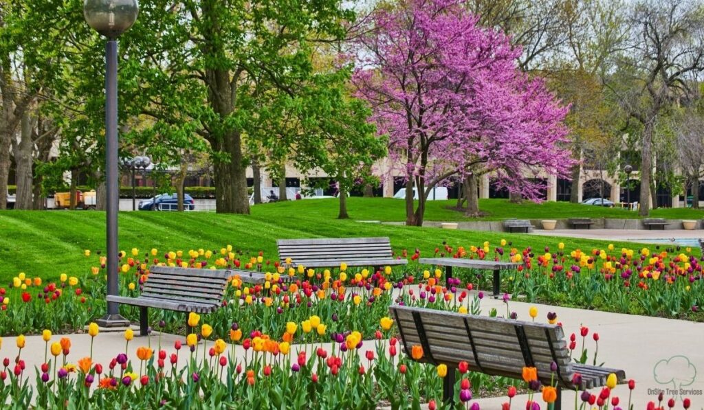 The Secret Life of Your Yard: 15 Essential Facts About Trees in Fort Wayne for a Greener 2026