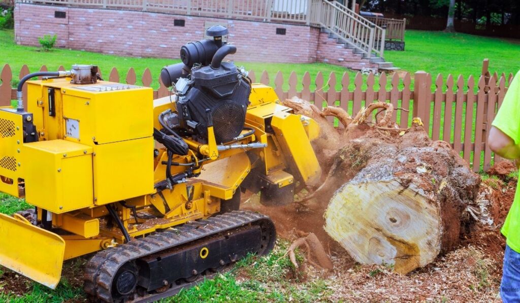 Does Tree Removal Include Stump