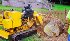 Does Tree Removal Include Stump