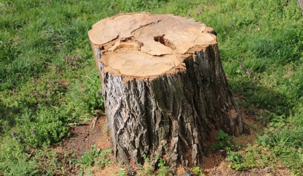 4 Reasons You Shouldn't Leave a Leftover Stump in Your Yard