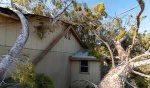 Tree Falling on House Deaths per Year in Fort Wayne 2026 Safety Guide & Statistics