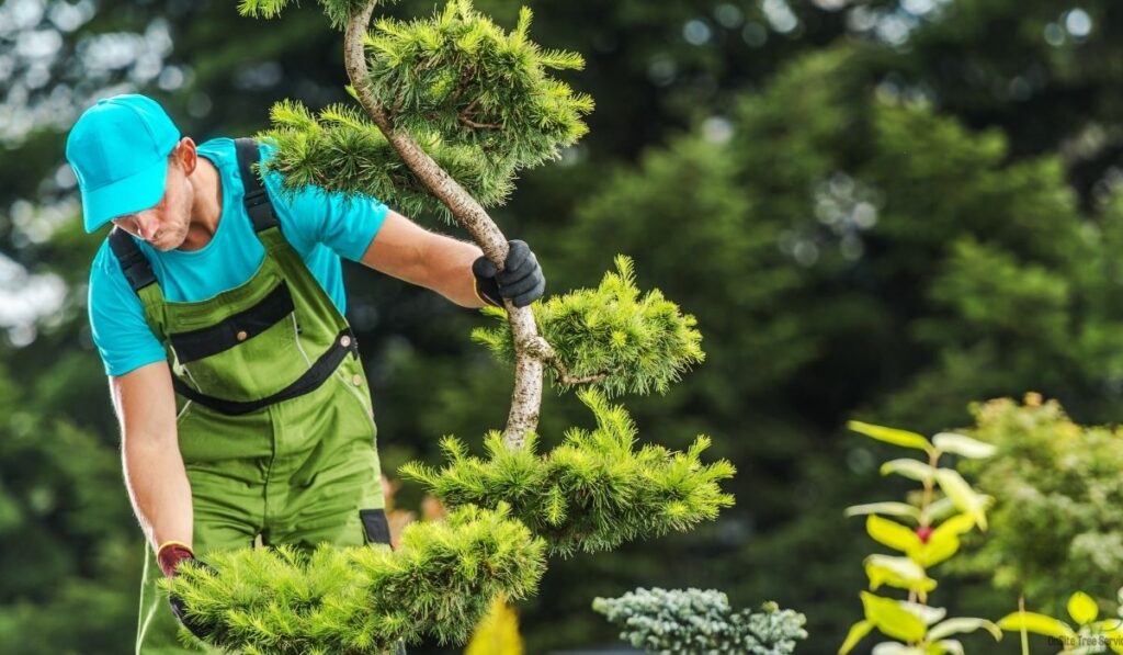 When to Call an Arborist