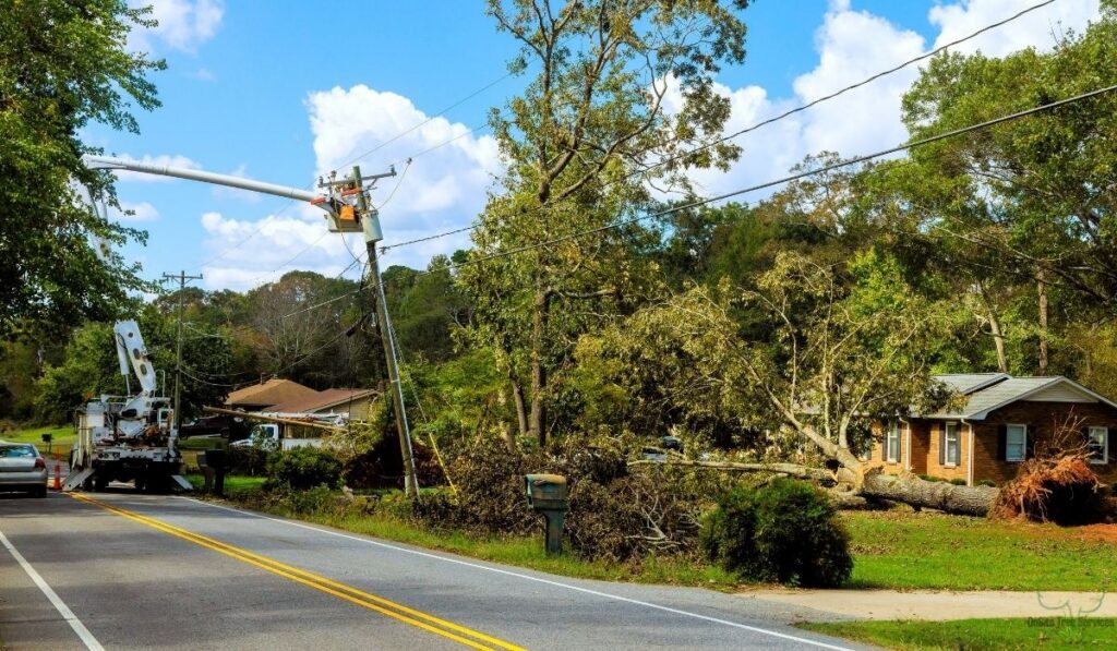 The Numbers Behind Tree Fall Fatalities