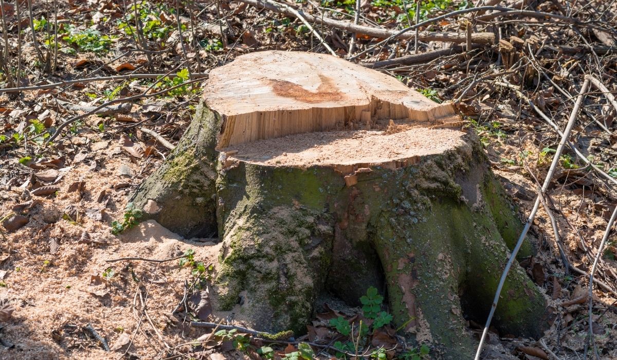 How to Kill a Tree Stump Naturally in Fort Wayne: 5 Eco-Friendly ...