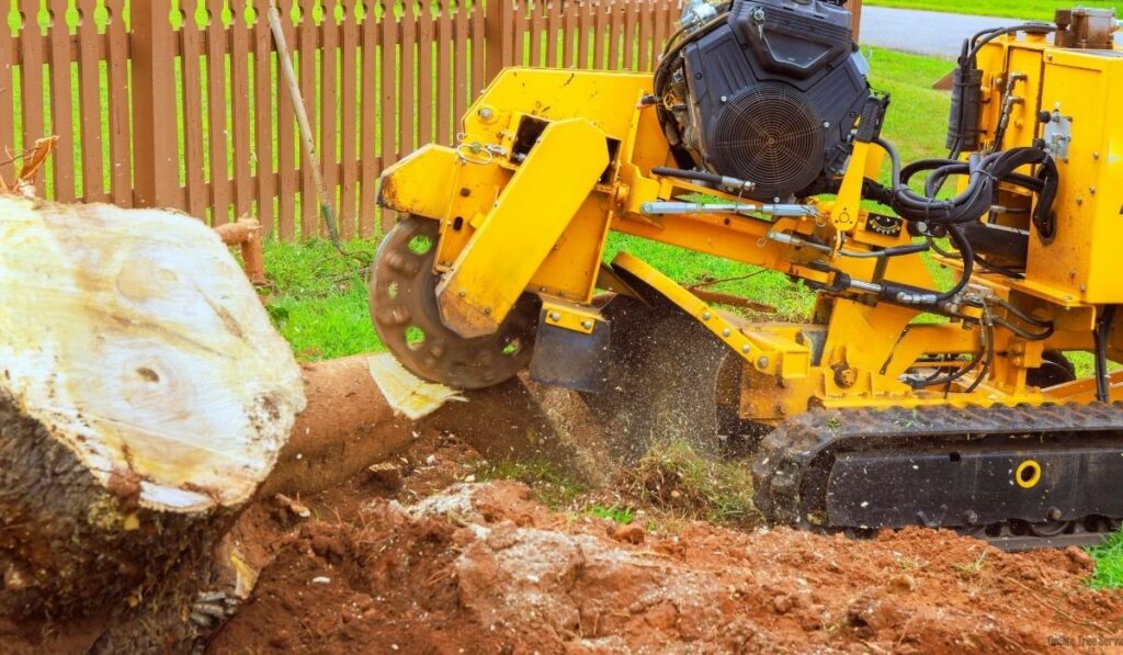 When to Call a Professional for Tree Stump Removal