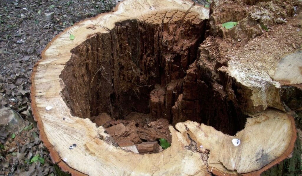 Method 4 – Boosting Natural Decomposition (Most Eco-Friendly Option)