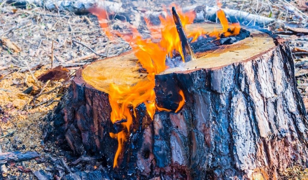 Method 5 – Controlled Burn (Fastest but Requires Caution)