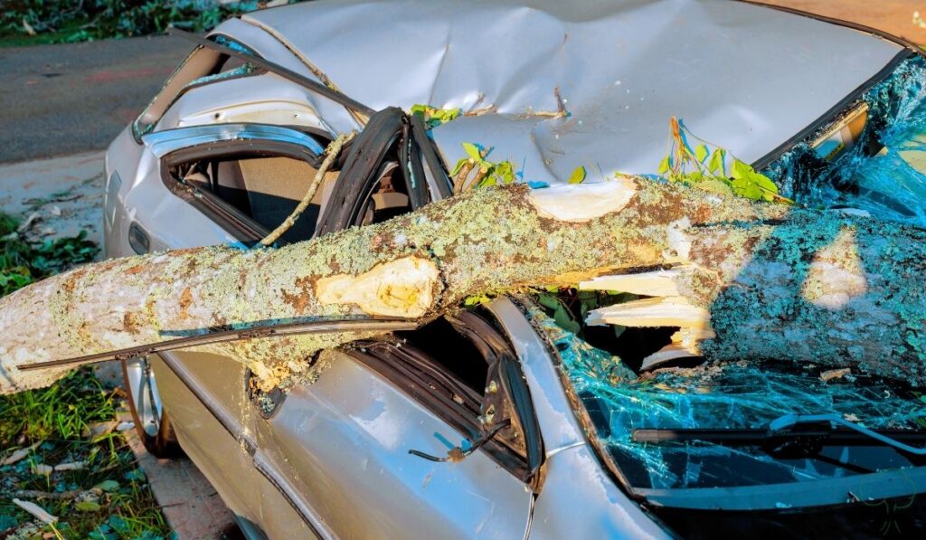 Does Homeowners Insurance Cover Fallen Trees (What Fort Wayne Homeowners Need to Know)