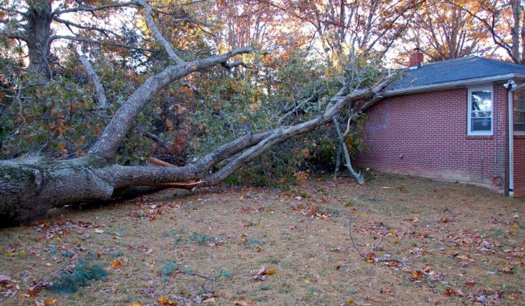 What Happens When a Neighbor's Tree Falls on Your Property?