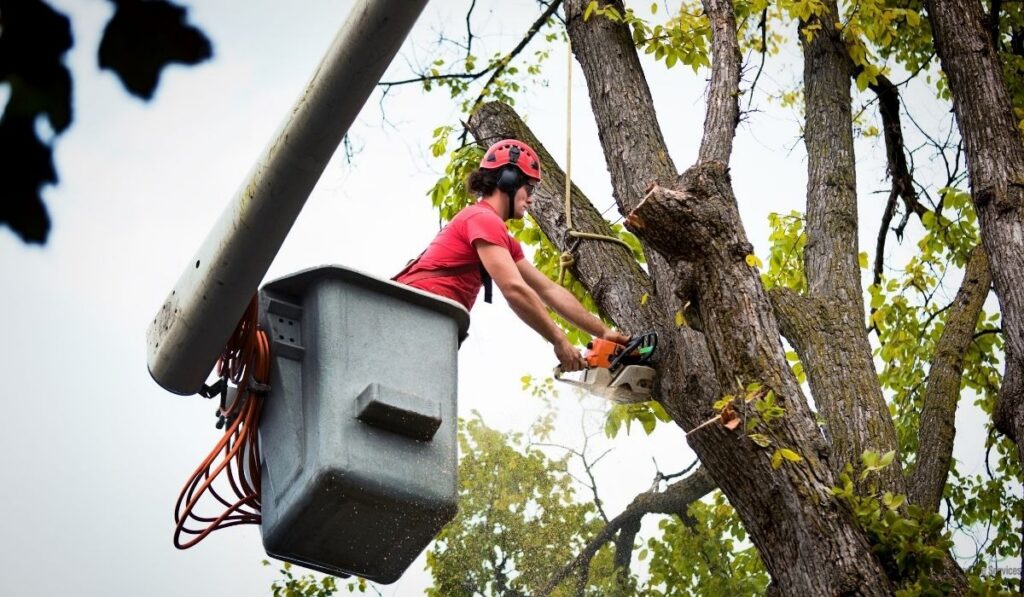 Why Preventative Tree Care Matters to Your Insurer