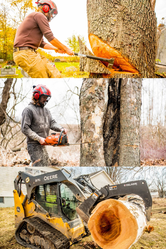 tree logging company