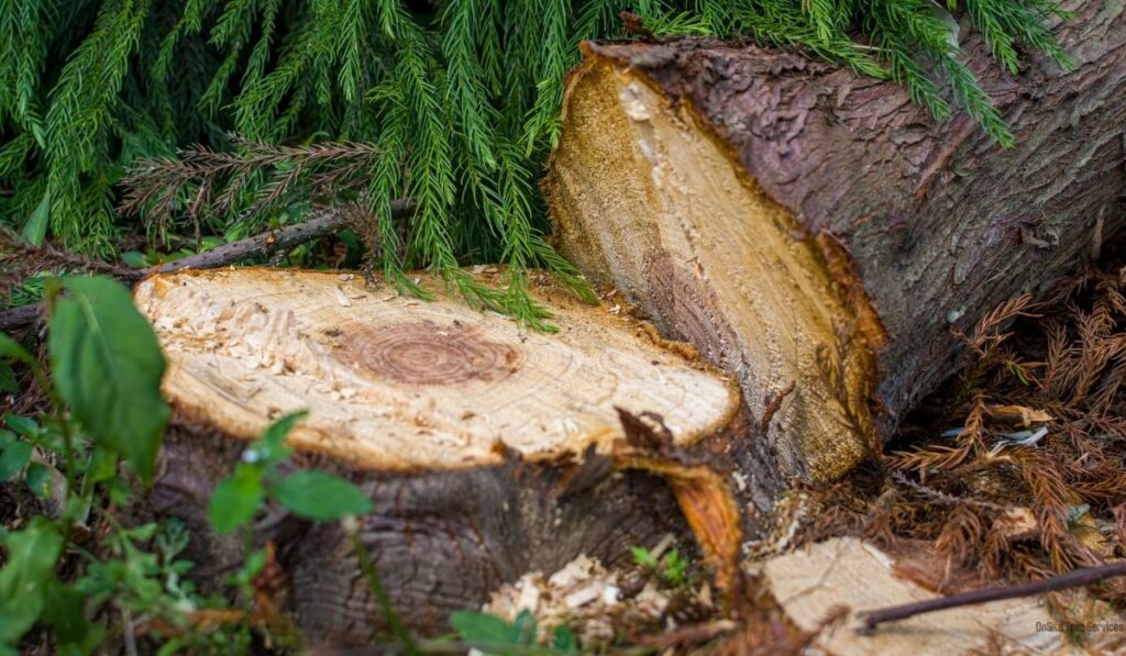 How to Safely Use a Potassium Nitrate Stump Remover in Fort Wayne this 2026