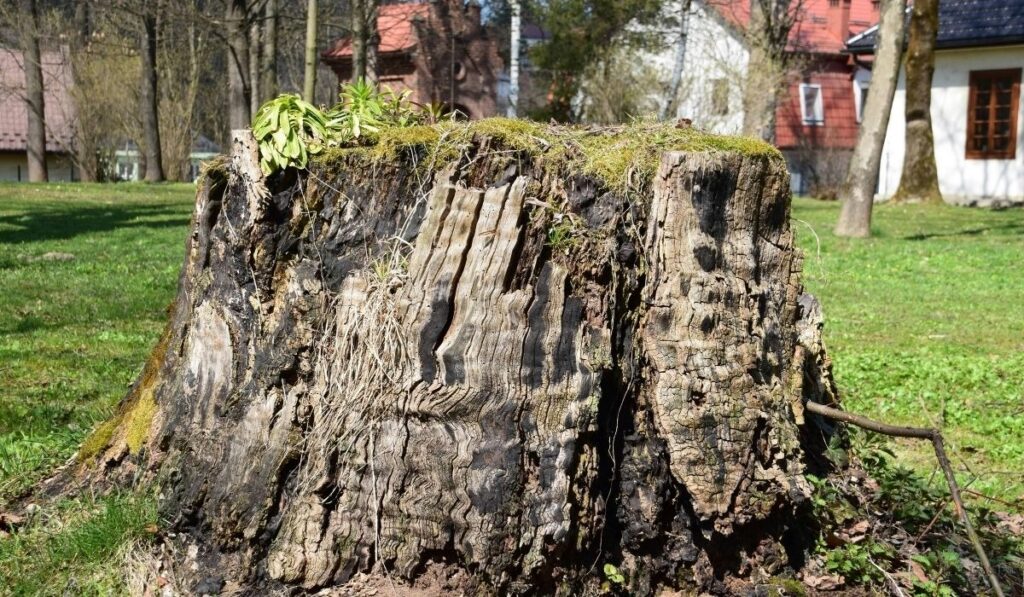 How to Safely Use a Potassium Nitrate Stump Remover in Fort Wayne this 2026