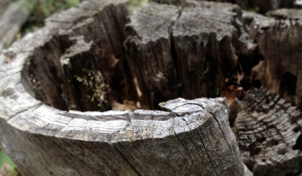 Why Some Hardwood Stumps Resist Treatment