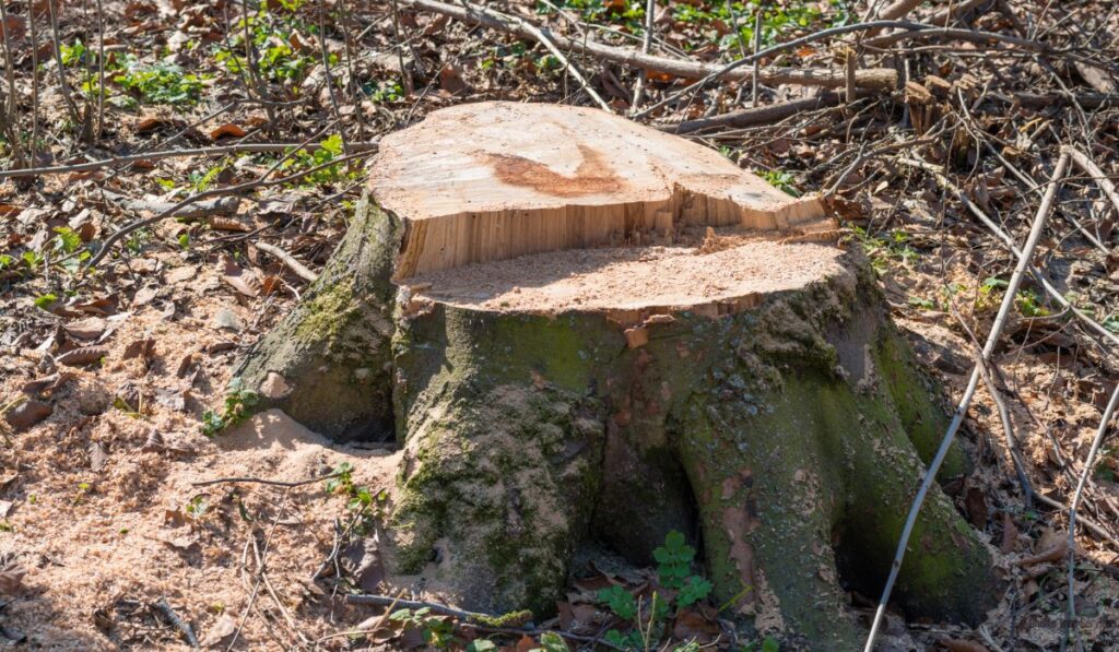 How to Remove a Tree Stump with Epsom Salt in Fort Wayne_ A DIY Guide