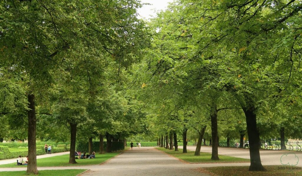 Indiana Tree Law_ Who Pays for Overhanging Limbs and Fallen Trees in Fort Wayne_