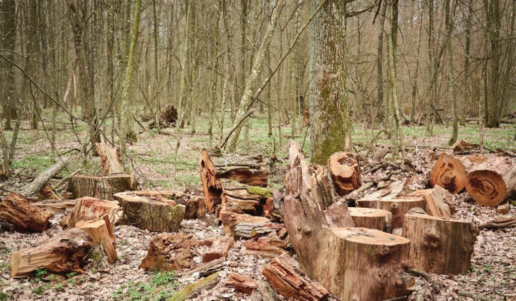 The Unseen Effects of Deforestation in Fort Wayne_ What You Need to Know