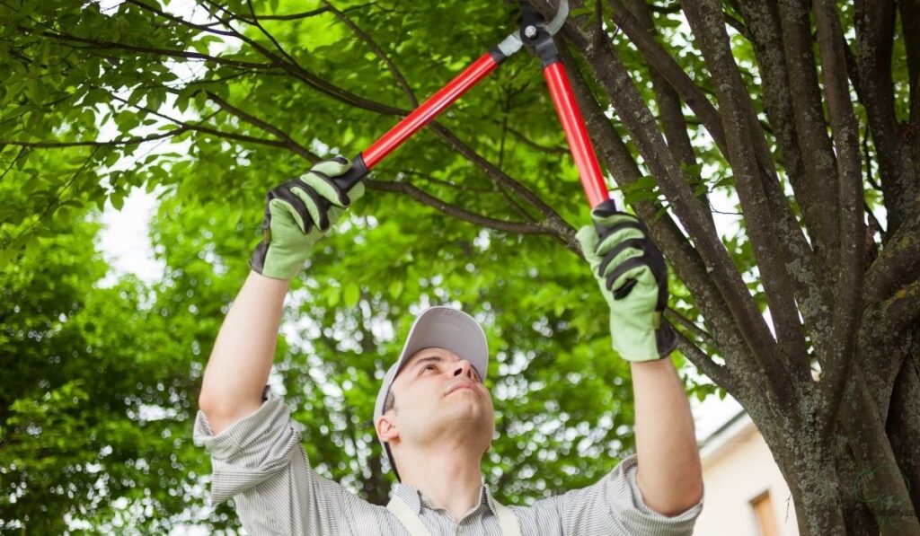 The Self-Help Remedy: Your Right to Trim Without Trespassing