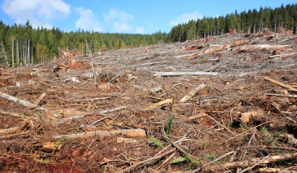 The Unseen Effects of Deforestation in Fort Wayne: What You Need to Know