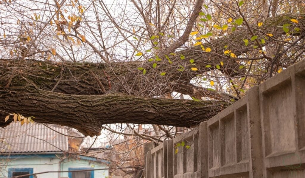 Indiana Tree Law: Who Pays for Overhanging Limbs and Fallen Trees in Fort Wayne?