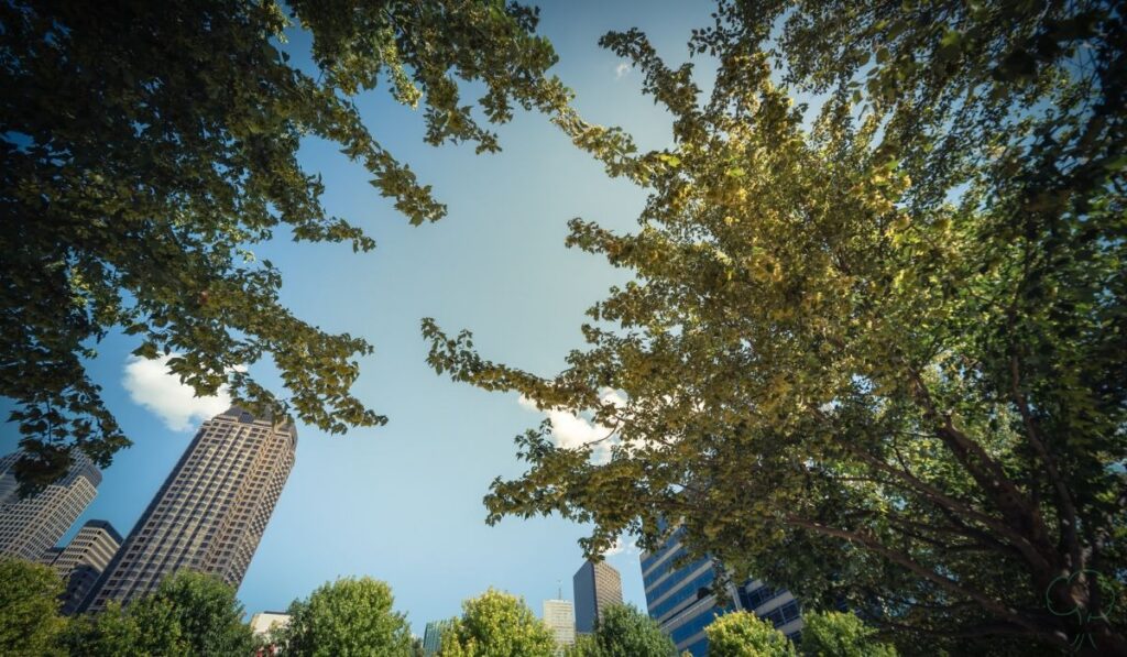 What Global Forest Loss Can Teach Us About Urban Tree Canopy