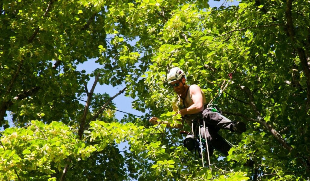 When Professional Tree Assessment Matters