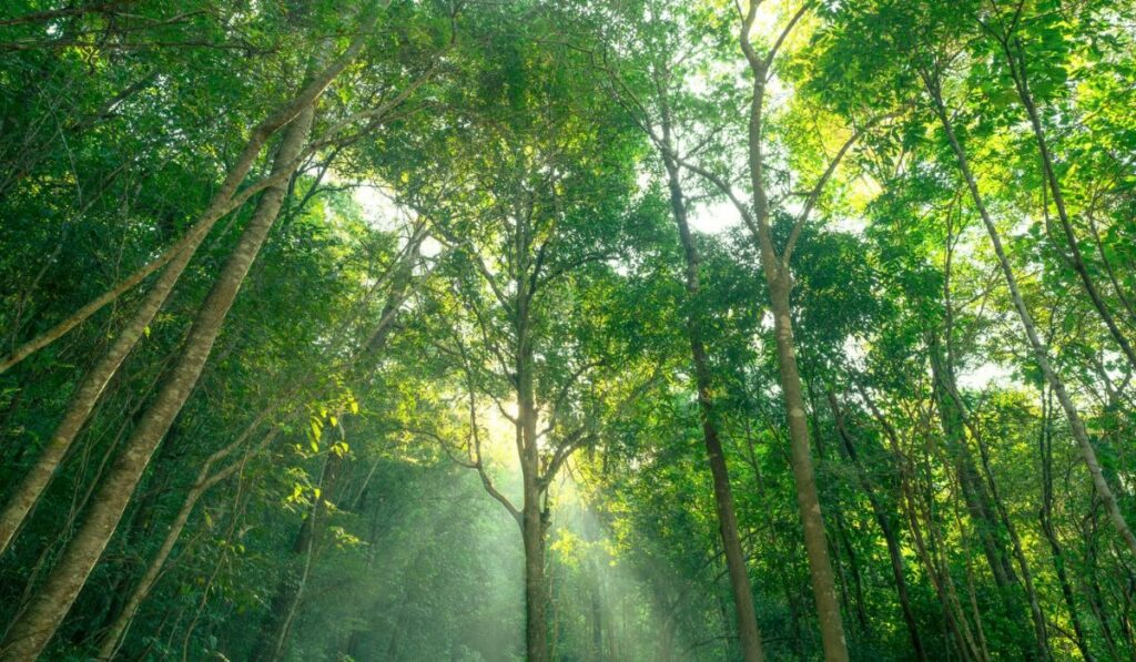 How Forest Loss Releases Stored Carbon