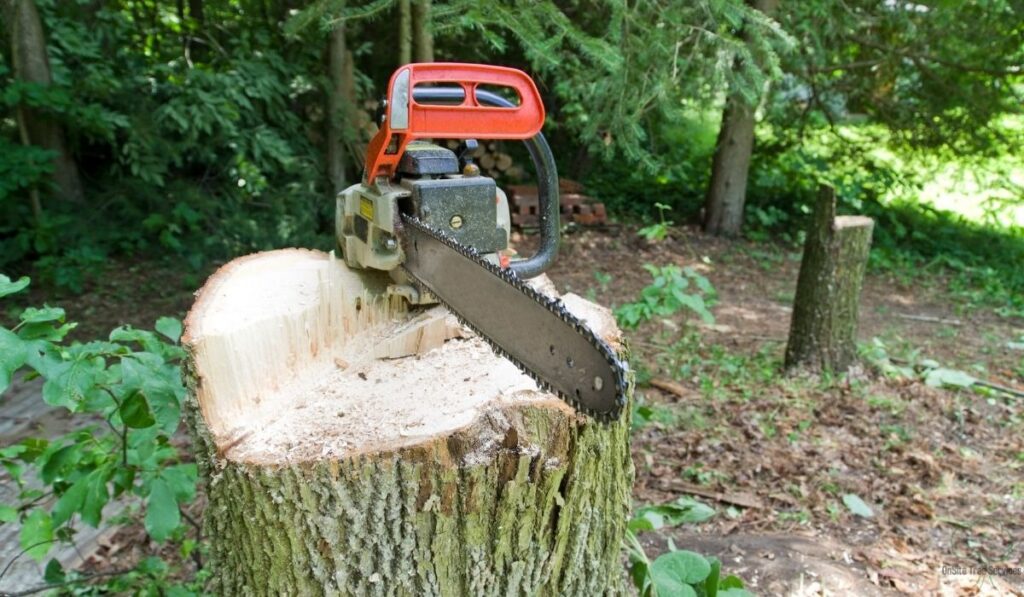 Step 1: Cut the Stump to Ground Level