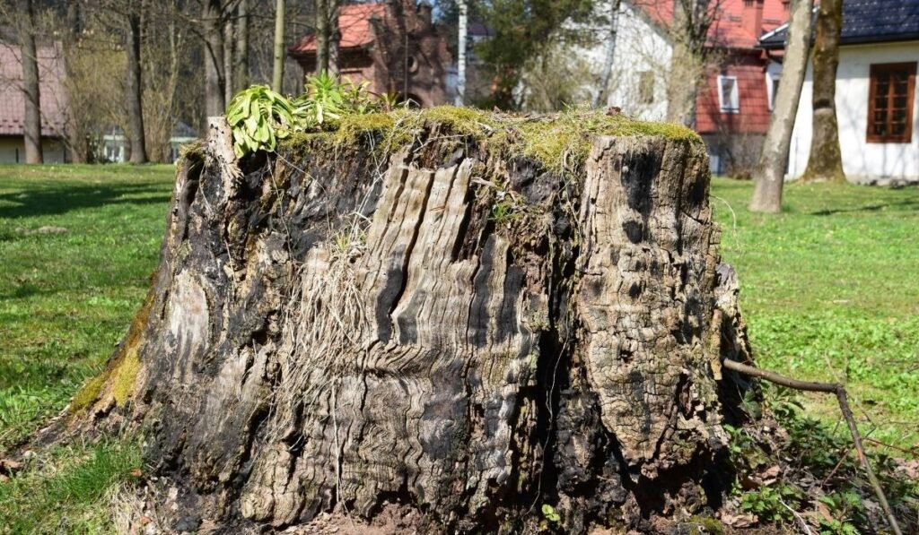How Long Stump Decay Actually Takes