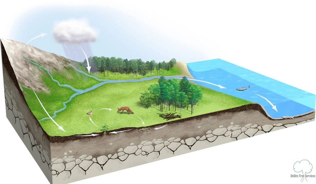 How Does Deforestation Affect the Water Cycle?