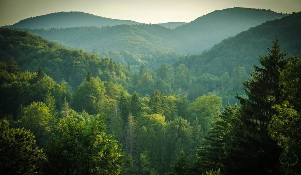 The Science: How Trees Move Water From Soil to Sky